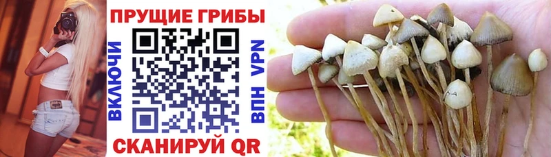 OMG   Миллерово  Галлюциногенные грибы Psilocybe 